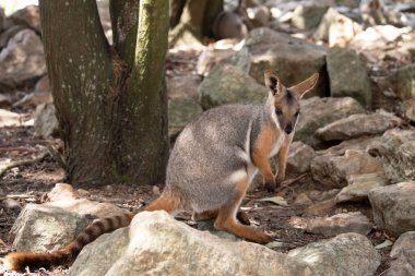Sarı ayaklı kaya valabisi beyaz yanak çizgisi ve turuncu kulaklarıyla parlak renklidir. Üzerinde beyaz bir yan şerit ile geyik grisi ve kahverengi ve beyaz bir kalça çizgisi vardır..