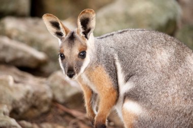 Sarı ayaklı kaya valabisi beyaz yanak çizgisi ve turuncu kulaklarıyla parlak renklidir. Üzerinde beyaz bir yan şerit ile geyik grisi ve kahverengi ve beyaz bir kalça çizgisi vardır..