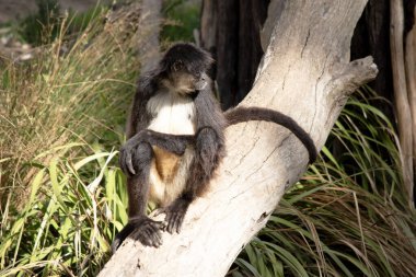 Siyah elli örümcek maymunun kanca gibi elleri ve kavrayıcı kuyruğu olan kahverengi kürkü var..