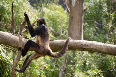 Siyah elli örümcek maymunun kanca gibi elleri ve kavrayıcı kuyruğu olan kahverengi kürkü vardır. Vücutlarından daha uzun olan kavrayıcı kuyruklarını ağaçlarda sallanmak ve sallanmak için kullanırlar.