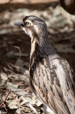 Çalı taşı kıvrımının siyah çizgili gri-kahverengi tüyleri, beyaz bir alın ve kaşları, geniş, koyu kahverengi bir göz çizgisi ve altın gözleri vardır.