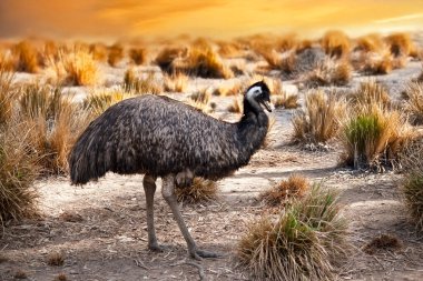 Emus 'lar koyu kahverengiden gri-kahverengi ve siyah uçlu ilkel tüylerle kaplıdır. Emu 'nun boynu mavimsi siyah ve tüysüz..