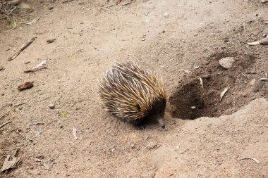 Kısa burunlu ekidnanın güçlü pençeli ayakları ve kahverengimsi bir vücudun üst kısmında dikenleri vardır.