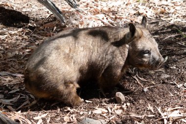 Kıllı burunlu Wombatların daha yumuşak kürkleri, daha uzun ve sivri kulakları ve ince bıyıklı daha geniş ağızlıkları vardır..