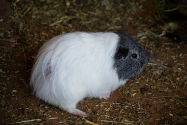 Gine domuzları küçük, şişman, kısa kulaklı, neredeyse kuyruksuz, evcil kemirgenlerdir. Genellikle evcil hayvan olarak tutulurlar.