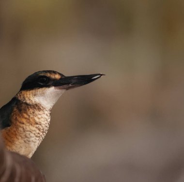 Korkmuş Kingfisher 'ın turkuaz bir arkası, turkuaz mavi poposu ve kuyruğu, açık beyaz alt parçaları ve geniş bir krem yakası var.