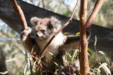 Koala 'nın büyük yuvarlak bir kafası, büyük tüylü kulakları ve büyük siyah bir burnu var. Kürkleri genellikle gri-kahverengidir. Göğsünde, iç kollarında, kulaklarında ve altında beyaz kürkleri vardır..