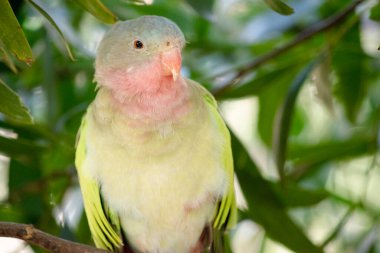 Prenses Alexandras 'ın papağanının pembe bir boynu açık mavi bir kafası ve yeşil kanatları var.