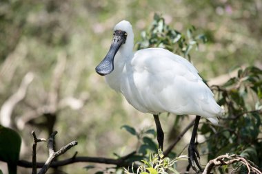 Kraliyet kaşığı kaşığa benzeyen siyah gagalı büyük beyaz bir deniz kuşudur. Kraliyet kaşığının sarı kaşları ve siyah bacakları vardır.