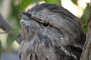 Tawny kurbağa ağzının benekli gri, beyaz, siyah ve paslı tüyleri ölü ağaç dallarını taklit etmelerine yardımcı olur..