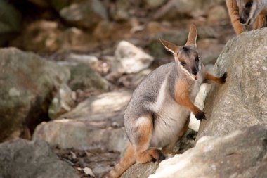Sarı ayaklı kaya valabisi beyaz yanak çizgisi ve turuncu kulaklarıyla parlak renklidir. Üzerinde beyaz bir yan şerit ile geyik grisi ve kahverengi ve beyaz bir kalça çizgisi vardır..