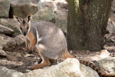 Sarı ayaklı kaya valabisi beyaz yanak çizgisi ve turuncu kulaklarıyla parlak renklidir. Üzerinde beyaz bir yan şerit ile geyik grisi ve kahverengi ve beyaz bir kalça çizgisi vardır..
