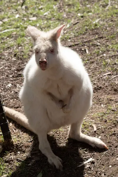 Albino valbi tamamen beyazdır. Pembe burnu ve kulakları vardır.