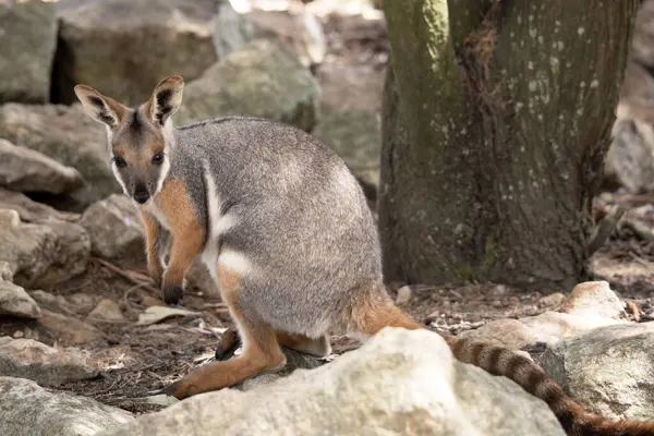 Sarı ayaklı kaya valabisi beyaz yanak çizgisi ve turuncu kulaklarıyla parlak renklidir. Üzerinde beyaz bir yan şerit ile geyik grisi ve kahverengi ve beyaz bir kalça çizgisi vardır..