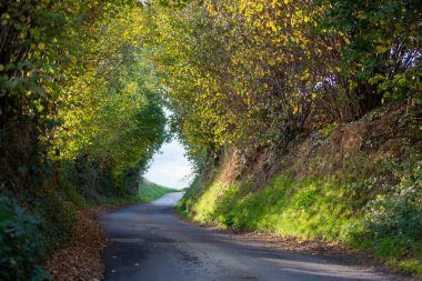 Brüksel ve charleroi arasındaki kırsal Belçika kırsalında sonbahar yapraklarının altındaki boş kır yolu
