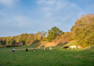 İneklerle ve ağaçlarla otlaklar Sonbahar sabahının erken saatlerinde Sennette Vadisi 'nde Belçika' da Charleroi yakınlarında.