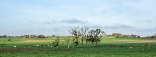 Сельский Пейзаж Бельгийской Сельской Местности Деревьями Коровами Между Брюсселями Шарлеры — стоковое фото