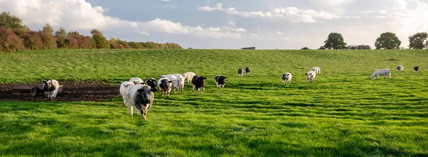 在乡村绿草丛生的草地上 有一群牛群 产于肚脐的葫芦和沙勒罗伊之间 — 图库照片
