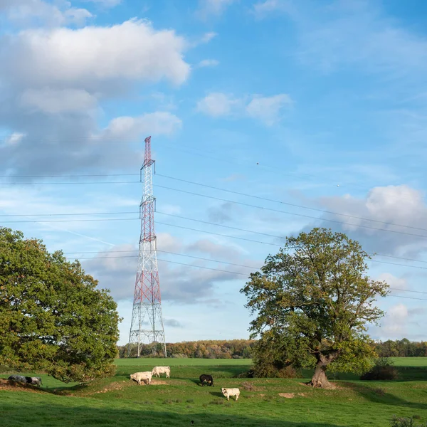 在蓝色的天空下 靠近电力塔的橡木和牛群遍布在青天和青天之间的乡村乡村美景 — 图库照片