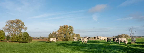 하늘이 펼쳐져 벨기움에 조개와 석류기 사이에 소들이 — 스톡 사진