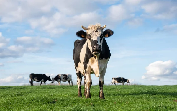 Neugierige Schwarz Weiße Milchkühe Auf Einer Grünen Belgischen Wiese Zwischen — Stockfoto