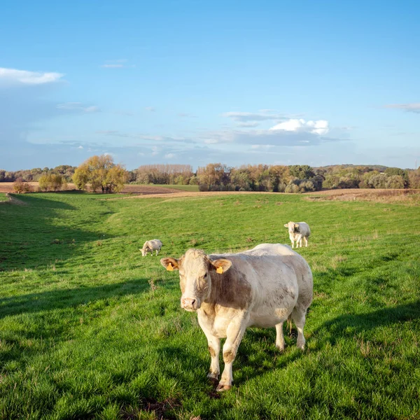 Rebaño Vacas Vacuno Prados Verdes Herbáceos Campo Entre Bruselas Charleroi —  Fotos de Stock