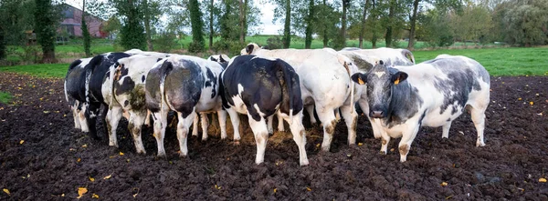 fat beef cows feed in close circle outside farm in countryside between brussels and charleroi in belgium