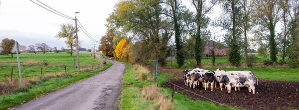 Droga Krajowa Wsi Belgi Gospodarstw Rolnych Krów Między Brukseli Charleroi — Zdjęcie stockowe