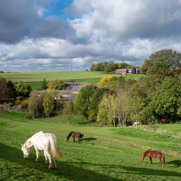 Białe Konie Pasą Się Pobliżu Gospodarstwa Zielonym Trawiastym Łące Wsi — Zdjęcie stockowe