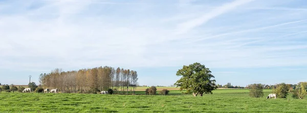 Vacas Prado Árvores Sob Céu Azul Campo Belga Sul Mons — Fotografia de Stock
