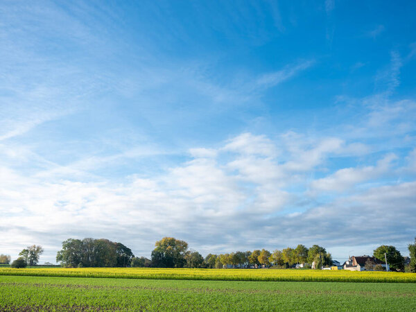 Field with yellow mustard seed under blue sky in countryside south of mons or bergen in belgium