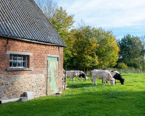 Krowy Wołowe Poza Starą Stodołą Wsi Pobliżu Mons Lub Bergen — Zdjęcie stockowe
