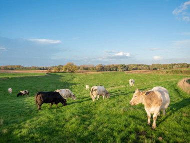 Belçika 'da Brüksel ve Charleroi arasında yeşil çayır sığır sürüsü.