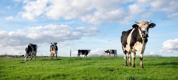 Curious Black White Dairy Cows Green Grassy Belgian Meadow Countryside — Stock Photo, Image