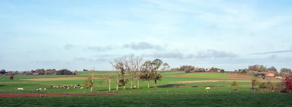 아래푸른 솜방망이 사이에 나무와 젖소들이 — 스톡 사진
