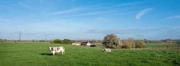 하늘이 펼쳐져 벨기움에 조개와 석류기 사이에 소들이 — 스톡 사진