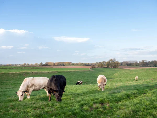 Troupeau Vaches Bovines Dans Pré Herbeux Vert Campagne Entre Bruxelles — Photo