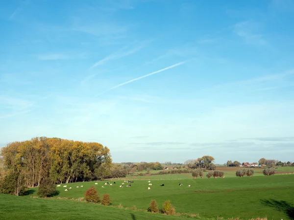 Блакитне Небо Над Сільським Краєвидом Коровами Між Грудьми Шарлерумами Бельгіоні — стокове фото