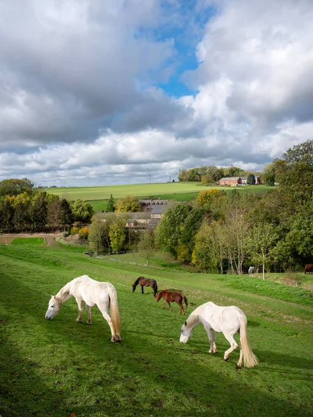 Białe Konie Pasą Się Zielonej Trawiastej Łące Jesiennej Wsi Między — Zdjęcie stockowe