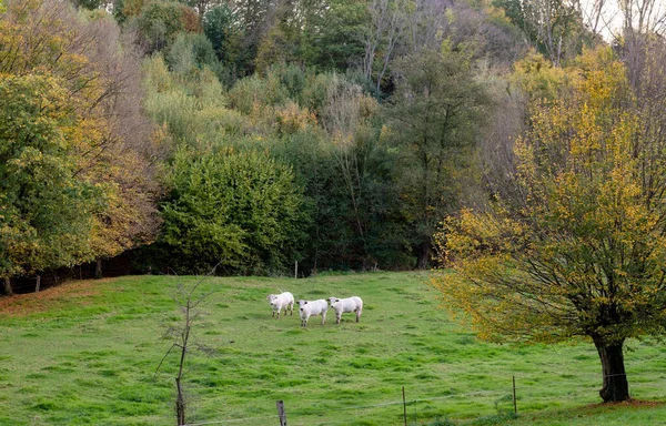 Prado Verde Gramado Com Três Vacas Brancas Vale Com Árvores — Fotografia de Stock