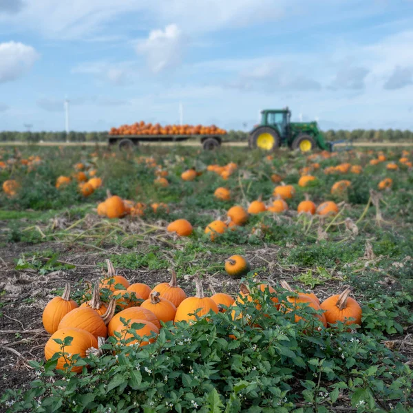 Оранжевые Тыквы Время Сбора Урожая Поле Голубым Осенним Небом Голландской Стоковая Картинка