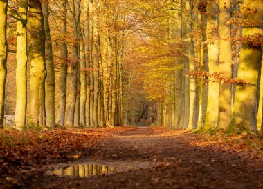 Hollanda 'daki su birikintisine yansıyan renkli sonbahar ormanı, kapı ve utrecht yakınlarında.