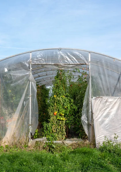 青い空の下でプラスチック温室内のベルギートマトの植物 — ストック写真