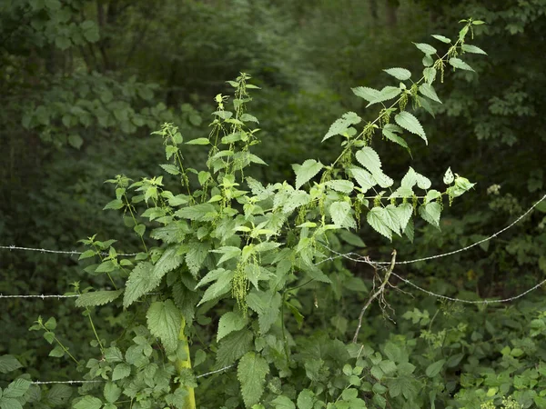 緑の自然を背景にした開花するイラクサ植物と裸線 — ストック写真