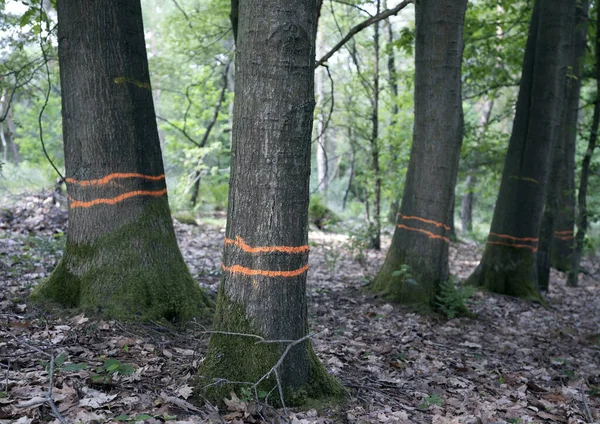 Оранжевые Кольца Окрашены Арочные Большие Стволы Буковых Деревьев Преисподней — стоковое фото