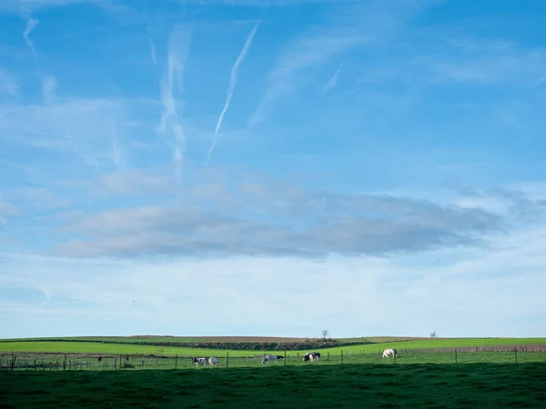 Krowy Łące Drzewa Pod Błękitnym Niebem Wsi Południe Mons Lub — Zdjęcie stockowe