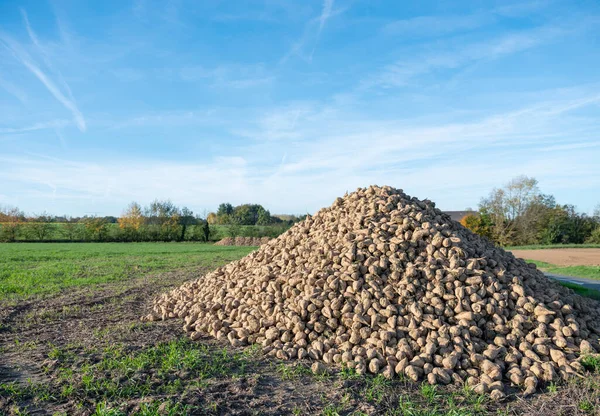 Large Heap Sugar Beets Rural Countryside South Mons Bergen Belgium — Stock Photo, Image