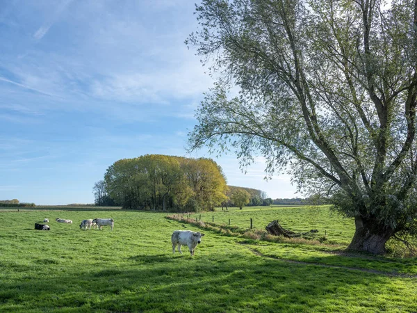 Vaches Dans Prairie Arbres Sous Ciel Bleu Dans Campagne Belge — Photo