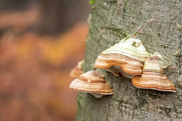 Sonbaharda Kayın Ağacı Gövdesinde Çizgili Mantarlar — Stok fotoğraf