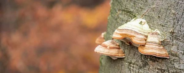 Sonbaharda Kayın Ağacı Gövdesinde Çizgili Mantarlar — Stok fotoğraf
